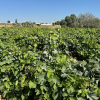 Finca segregada  de 5.500 m2 con viñedo en producción zona Venta Tocino 